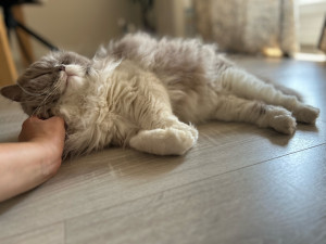 Photo de galerie - Twilly, une garde en visite à domicile 