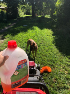 Photo de galerie - Tonte d’un jardin de 170m2 