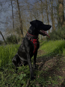 Photo de galerie - Garde chien