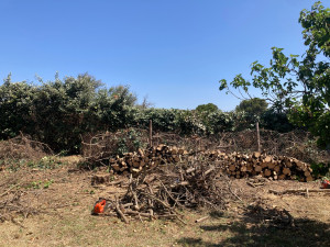 Photo de galerie - Elagage et coupe d'arbres