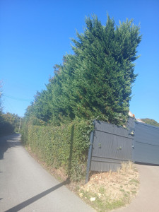 Photo de galerie - Le client demande un bon taillage, en cours de taille 