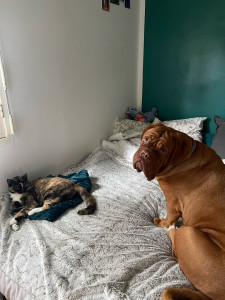 Photo de galerie - Mon chat et mon chien