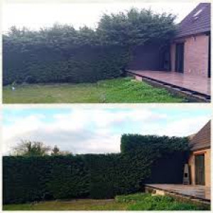 Photo de galerie - Taille de haies et d'arbustes