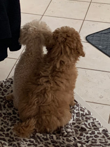 Photo de galerie - Occupe les animaux 