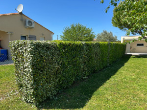 Photo de galerie - Taille de haie 