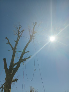 Photo de galerie - Elagage et coupe d'arbres