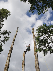 Photo de galerie - Elagage et coupe d'arbres