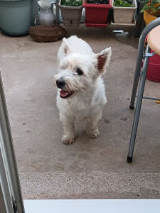 Photo de galerie - Peps, super Westie de 6 ans un peu distant au départ mais super sympathique petit chien quand on le connaît. 