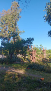 Photo de galerie - Elagage et coupe d'arbres
