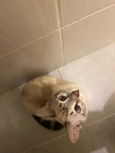 Photo de galerie - Mokka - Chaton de 6 mois 