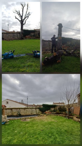 Photo de galerie - Elagage et coupe d'arbres