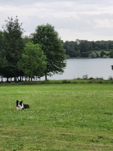 Photo de galerie - Un peu avant le covid ,j'ai créé  ma micro entreprise de pet sitter,malheureusement l'aventure a été de courte durée.Je suis une grande passionnée du monde animal ,et je partage mon quotidien avec 2 chiens et 2 chats