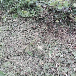 Photo de galerie - Debrouissage