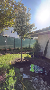 Photo de galerie - Plantation d’un Photinia 10 ans 