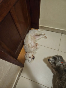 Photo de galerie - J’ai déjà eu l’occasion de m’occuper de plusieurs chiens dans mon pays natal. Je peux vous aider pour leur garde ou leurs promenades, selon vos besoins.