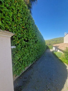 Photo de galerie - Taille de haie de laurier cerise
