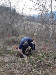 Photo de galerie - Dessouchages d'acacia