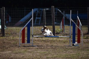 Photo de galerie - Dressage