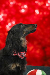 Photo de galerie - Photographe