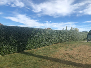 Photo de galerie - Taille après 