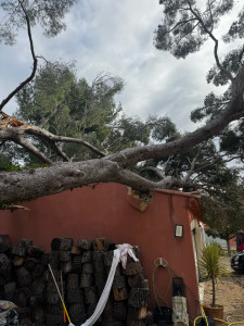 Photo de galerie - Intervention sur un pin de 25 m de haut tombé à la suite n’est tempête sur un garage