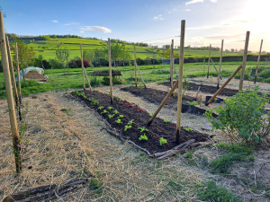 Photo de galerie - Réalisation d'un potager 