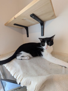 Photo de galerie - Je possède actuellement 2 chats et 1 chien, j'ai donc l'habitude de m'occuper des animaux ??