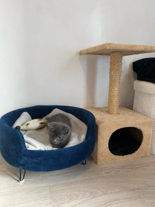 Photo de galerie - Le petit arbre à chat