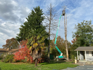 Photo de galerie - Élagage de sapin sec 