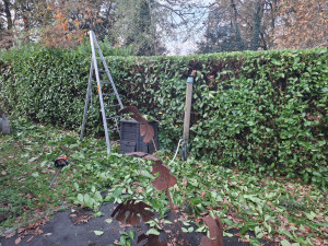 Photo de galerie - Taille de haie de lauriers palme 

