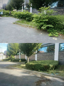 Photo de galerie - Taille de haies et d'arbustes