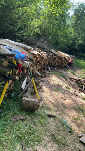 Photo de galerie - Elagage et coupe d'arbres
