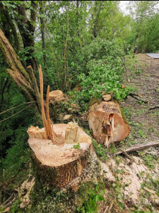 Photo de galerie - Abattage arbres gênants