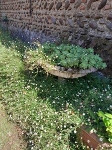 Photo de galerie - La beauté des plantes