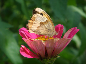 Photo de galerie - Papillon zinnia