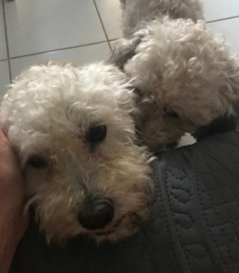 Photo de galerie - Petits bichons d’amour