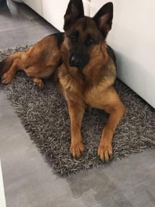 Photo de galerie - Garde chien