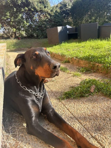 Photo de galerie - Natsuko - Doberman