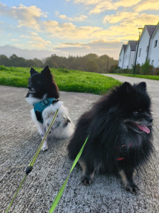 Photo de galerie - Stan et Roxie ?