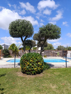 Photo de galerie - Rafraîchissement d'une taille d'Olivier qui n'avait pas été taillé depuis 2 ans ! 