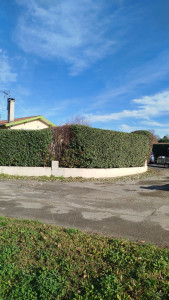 Photo de galerie - Taille de haie