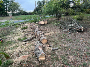 Photo de galerie - Elagage et coupe d'arbres