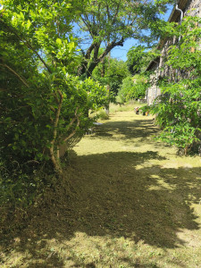 Photo de galerie - Tonte de pelouse - Débroussaillage