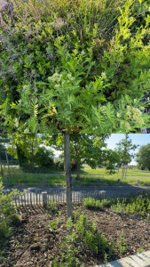 Photo de galerie - Tonte de pelouse - Débroussaillage