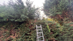 Photo de galerie - Taille de haies et d'arbustes