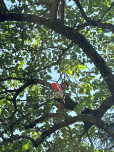 Photo de galerie - Taille d'entretien sur un Paulownia tomentosa (Paulownia).