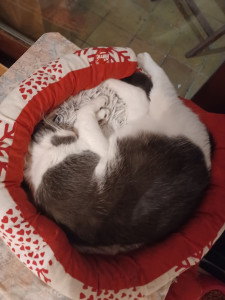 Photo de galerie - J'adore prendre des photos que ce soit de moi de mes chats de la nature et plein d'autres encore 