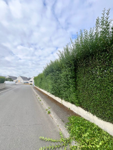 Photo de galerie - Avant taille 