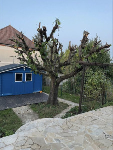 Photo de galerie - Après la taille de l'arbre cerisier