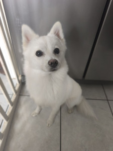 Photo de galerie - Garde chien